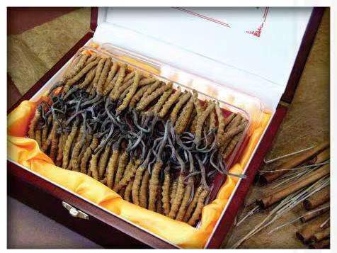 应县冬虫夏草回收